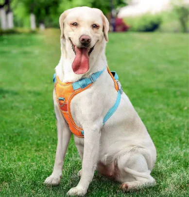 Dog harness arnes 3 2025021401535530 Dog harness arnes 3 2025021401535530