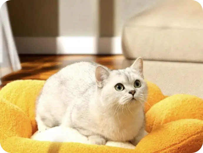 Pet Accessories
